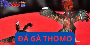 Đá gà thomo