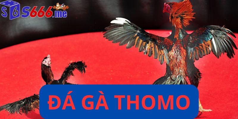 Đá gà thomo
